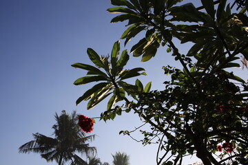 Tree with a red flower is in front of a palm tree. The sky is blue and the sun is shining