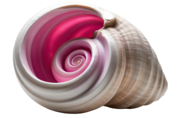 Spiral seashell with vibrant pink inner surface isolated on a transparent background