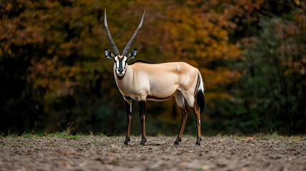 Obraz premium Portrait Of An Antelope Standing Alert In A Field With Green Grass And Autumnal Foliage Background