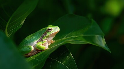 Obraz premium Tree Frog Perched on a Lush Green Leaf, Natural Sunlight Filtering Through Foliage, Shallow Depth of Field
