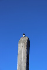 Oystercatcher sitting on a pole