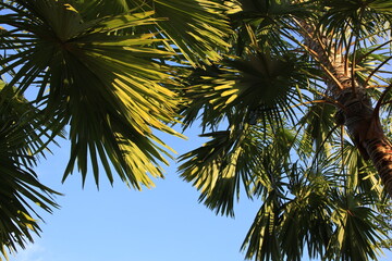 Tree with many leaves is in the sky. The leaves are green and the sky is blue