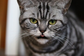 portrait of a cat with it's tounge