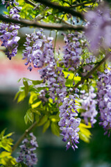 Obraz premium The blooming wisteria flowers