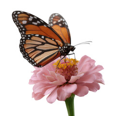 Fototapeta premium Monarch Butterfly on Pink Flower Close-Up Nature Photography