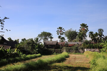 Lush green field with palm trees in the background. The scene is peaceful and serene. The houses in the background are small and traditional, giving the impression of a rural or tropical setting