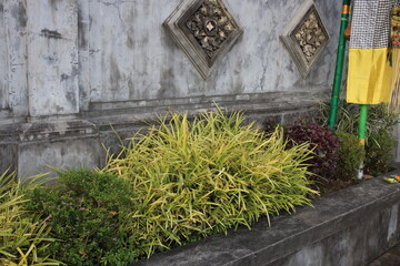 Wall with a green plant in a pot. The plant is surrounded by a grey wall