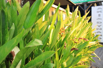 Row of green plants with some brown leaves. The plants are in front of a building with a sign that says "Dinna"