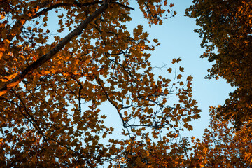Beautiful orange coloured autumn foliage leaves.