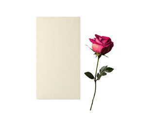 Elegant pink rose with creamy textured card on a transparent backdrop, romantic aesthetic