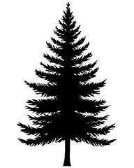 Obraz premium Vector shape of a tall evergreen tree with detailed needle-like foliage and sturdy trunk