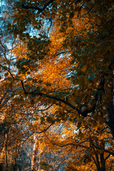 Beautiful orange coloured autumn foliage leaves.