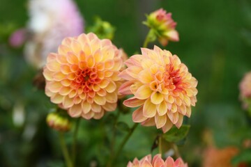 Vibrant orange dahlias in bloom.