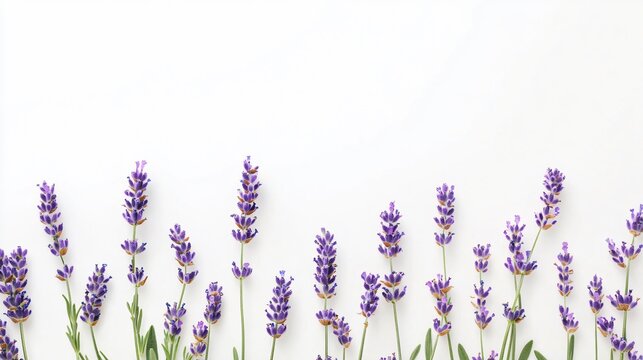 Delicious Tacos on White Background for Food Photography and Design Projects