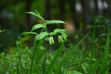 Disporum sessil (Japanese fairy bells) flowers. Colchicaceae perennial toxic plants. Thin, tubular flowers hang down from spring to early summer.