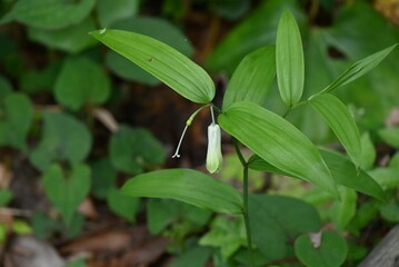 Disporum sessil (Japanese fairy bells) flowers. Colchicaceae perennial toxic plants. Thin, tubular flowers hang down from spring to early summer.