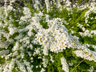 Beautiful white flowers blooming in the Spring.