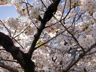 Beautiful Japanese cherry blossoms bloom in spring.