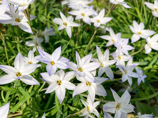 Beautiful white flowers blooming in the Spring.