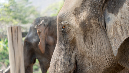 Naklejka premium Side profile of an elephant with another in the background at a sanctuary
