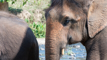 Elephant by riverbank with another partially visible