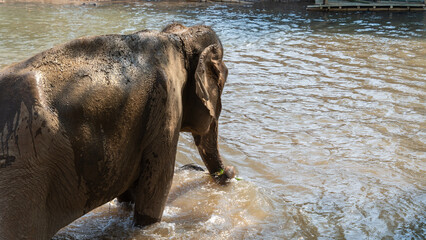 Elephant standing in a river under daylight