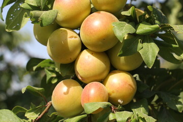 ripe apricots on a branch