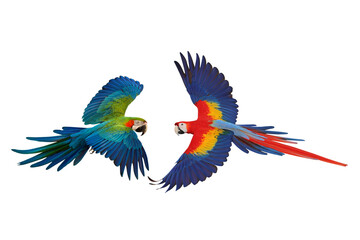 Colorful flying Macaw parrots isolated on transparent background png file