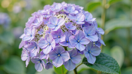 lilac flowers on a green background