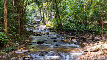Obraz premium A flowing forest stream with lush surroundings