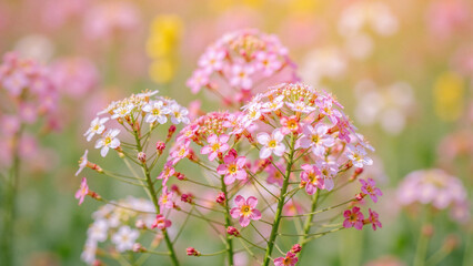 pink flowers in the garden