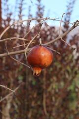 pomegranate on tree
