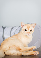 Obraz premium A Burmese cat sits near a cat tunnel on the floor.