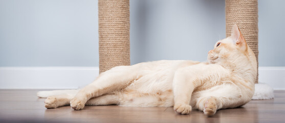 A Burmese cat lies on the floor near a scratching post.