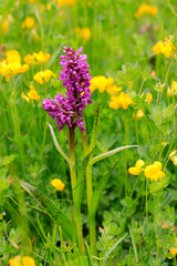 Breitblättriges Knabenkraut (Dactylorhiza majalis)  