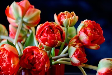 A bouquet of red, double tulips
