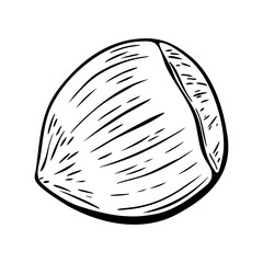 Hand drawn hazelnut in black and white vector sketch