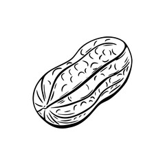 Single peanut in outline hand drawn engraving style