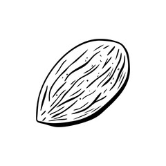 Single almond nut in black and white vector sketch