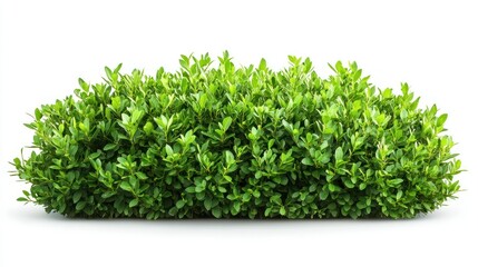 Fototapeta premium Boxwood shrub displays vibrant green leaves, showcasing nature's beauty in rounded compact formation.