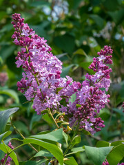 Vibrant Purple Lilac Blossoms in Spring