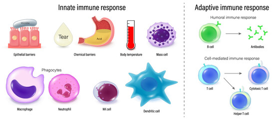 Innate and adaptive immune response. Immunology infographic. Humoral and cell mediated immune response. Immune system. 