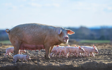 Side View Of Mother Pig With Cute Piglets In Farm Field
