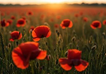 Obraz premium A stunning field of red poppies is bathed in the warm, golden light of the setting sun.