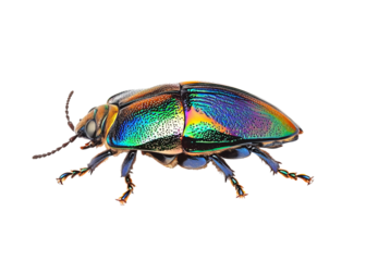 A colorful jewel beetle isolated on Png Format and Transparent Background