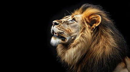 Fototapeta premium Majestic Lion Portrait Against Black Background