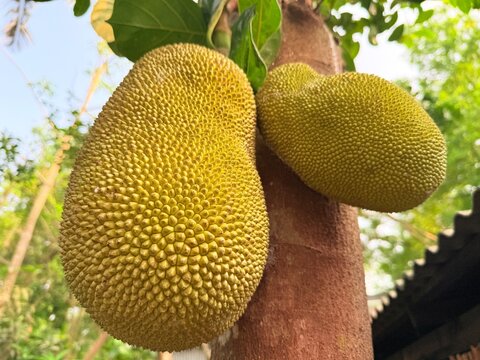 Jackfruit and Tree natural scenery which is beautiful to see