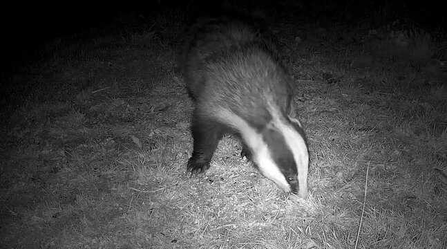 Female  badger  foraging  for  worms   at  night  