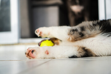 Miniature American Shepherd puppy at home. Blue merle with heterochromia. 2 months old playing with toys, ball