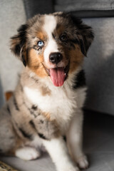 Miniature American Shepherd puppy at home. Blue merle with heterochromia. 2 months old playing with toys, ball